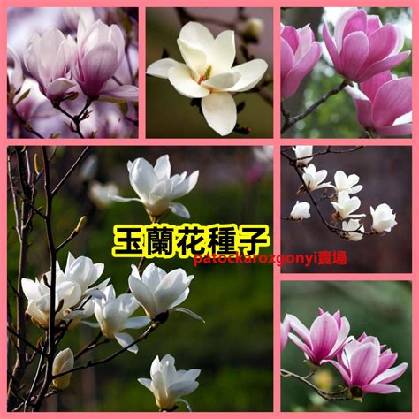 玉蘭花開花|揭祕玉蘭花花期：全年盛開，四季皆可採 